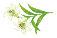 百合の花のイラスト