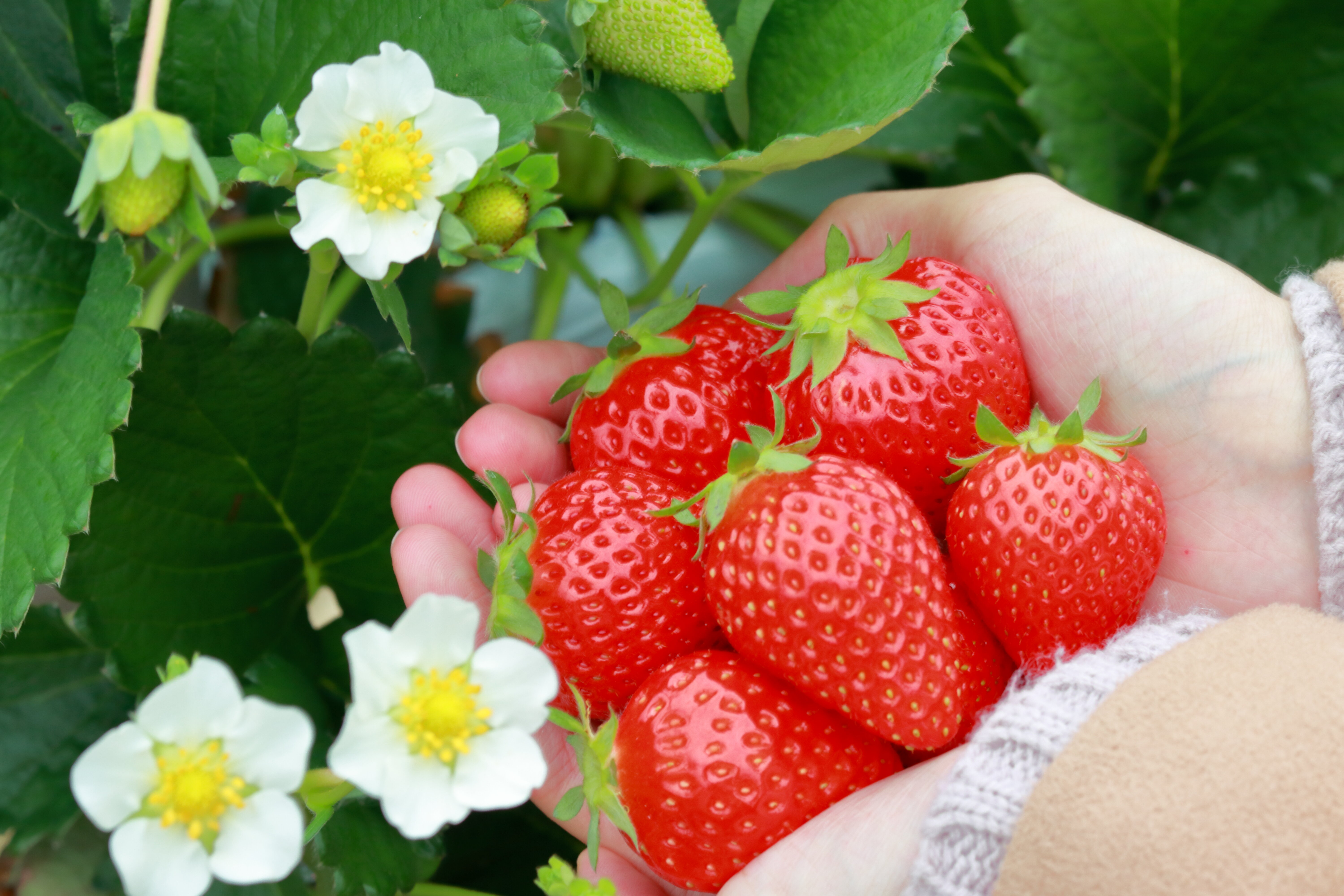 いちご狩り 茨城