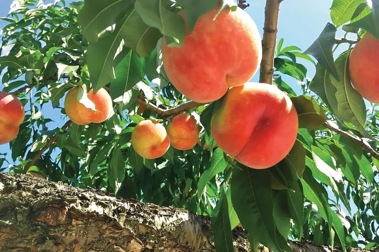 桃狩り